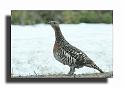 163-MH02512-poule de Grand tetra-tetrao uro gallus
